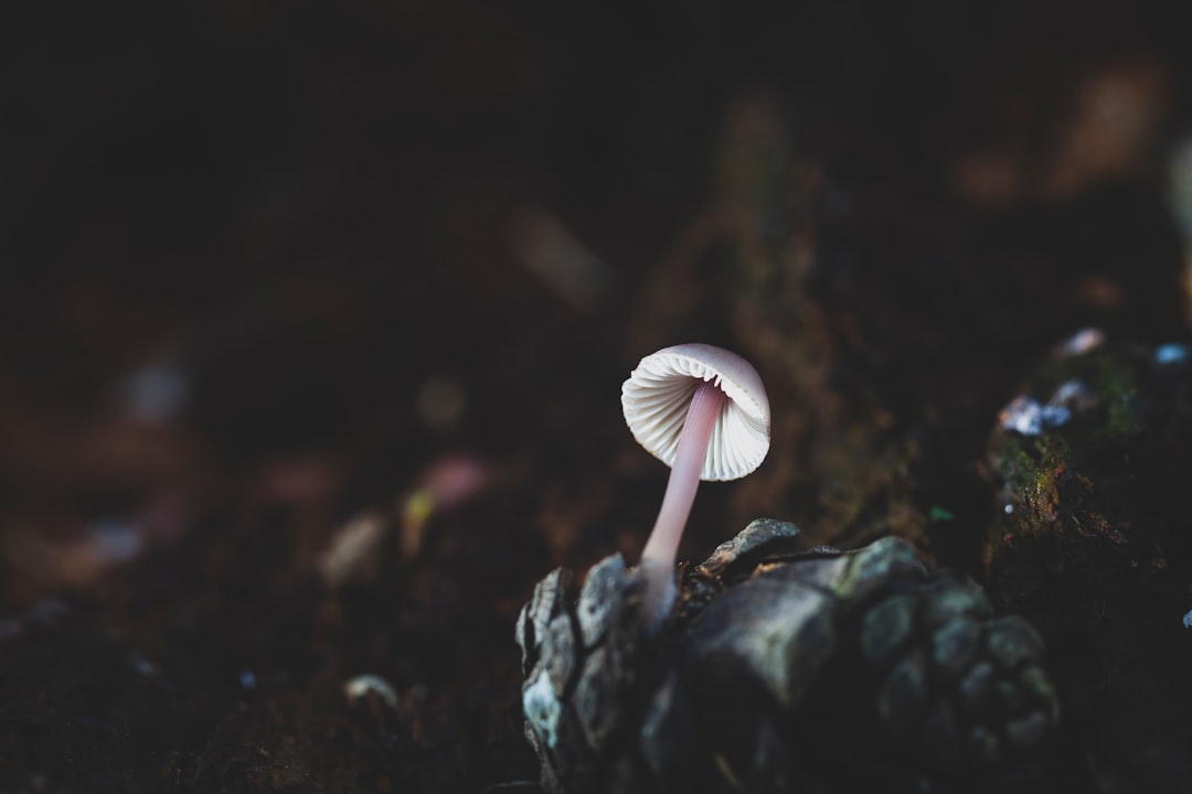 Photo Cute mushroom